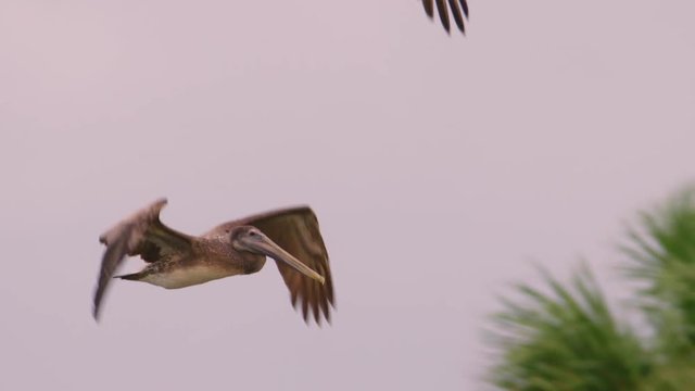 Tracking shot of brown pelicans flying in sky