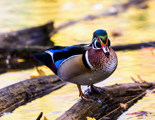 Wood duck male or Carolina duck is a species of perching duck found in North America. It is one of the most colorful North American waterfowl. Swimming in a lake ablaze with the colors of fall.