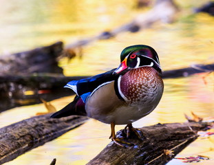Wood duck male or Carolina duck is a species of perching duck found in North America. It is one of...