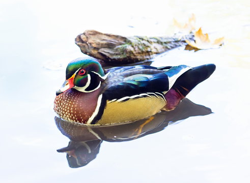 Wood duck male or Carolina duck is a species of perching duck found in North America. It is one of the most colorful North American waterfowl. Swimming in a lake ablaze with the colors of fall.
