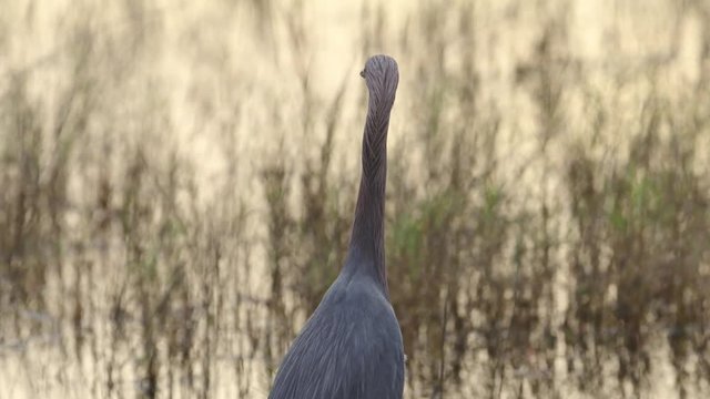 Close up of great blue heron in marsh