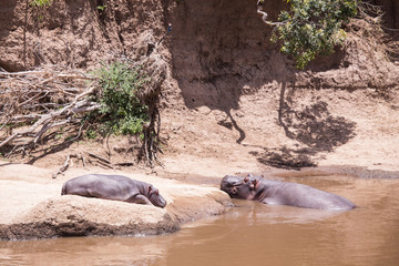We are sunbathing hippos in the Mara River in Kenya, Africa