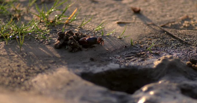 Close up of fiddler crab walking on sand