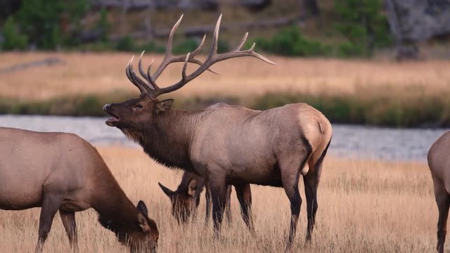 Wide shot of bull elk grazing with female elk in field