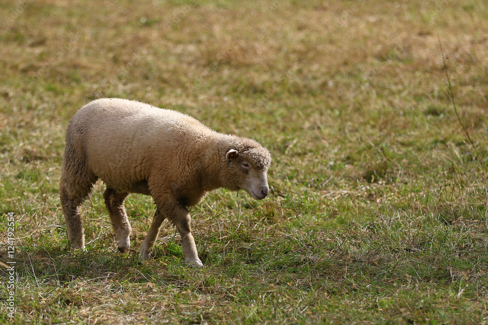 Wall mural sheep grazing in green grass pasture