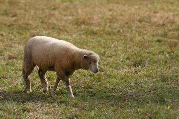 Sheep grazing in green grass pasture