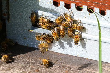 Honeybees going in and out of a beehive