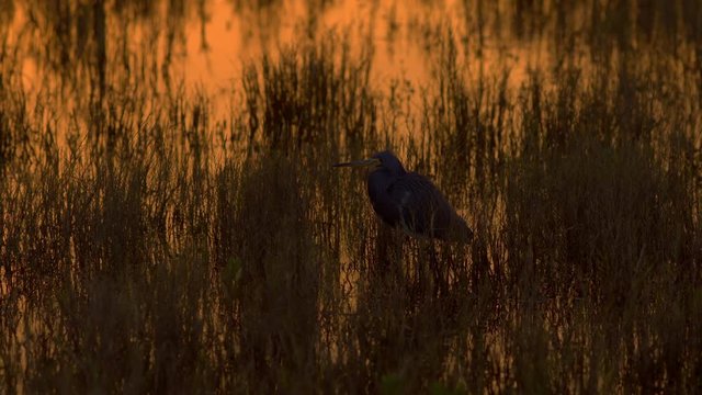 Heron standing in shallow swamp water during sunset