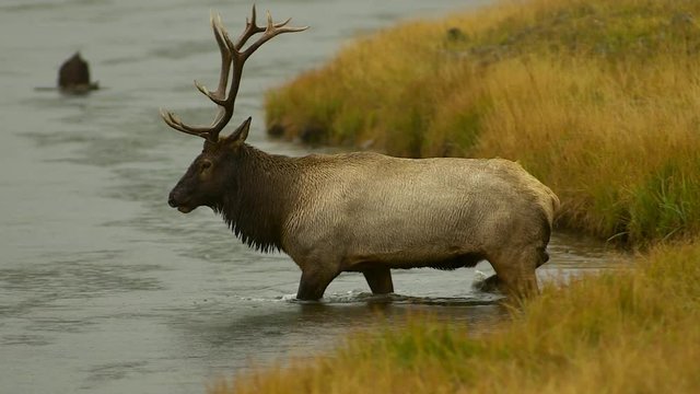 Tracking shot of large elk crossing river