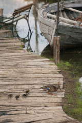 Old, Abandoned fishing boat on the docs with ducklings 