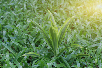 Leaves green background close up, plant background