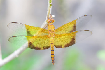 Yellow dragonfly
