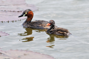 A family of Little Grebes 
