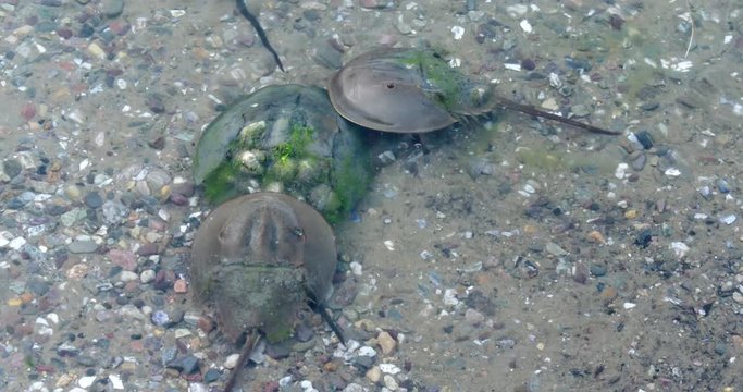 Close up of horseshoe crabs in shallow water