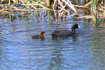 American Coot and baby