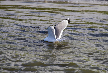 Tern diiving  for food