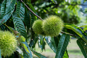 chestnut on tree