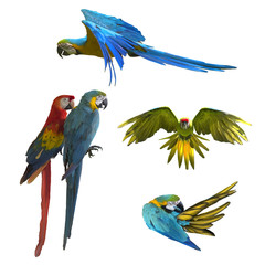 Collection of macaw birds, Beautiful macaw , birds macaw isolated on white background