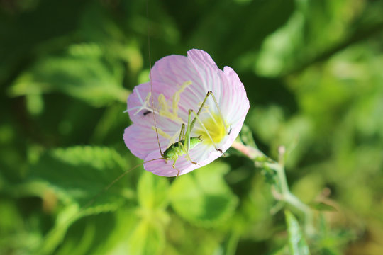 昼咲月見草の花の中のキリギリスの幼虫