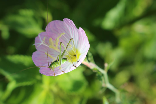昼咲月見草の花の中のキリギリスの幼虫