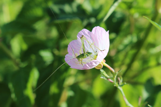 昼咲月見草の花の中のキリギリスの幼虫