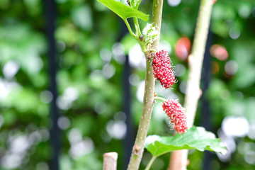 red unripe mulberries on the branch