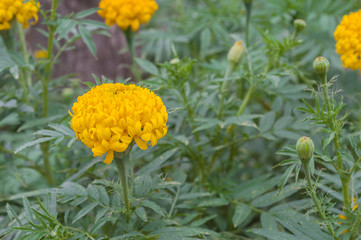 Marigold in the garden, Asia Thailand