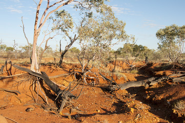 Eucalyptus Trees in Dry Creek - Kimberley - Australia