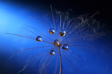 the water drops on a dandelion