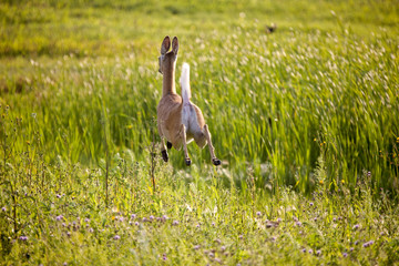 Fototapeta premium Deer jumping in Field
