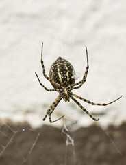 Garden Spider Yellow and Black