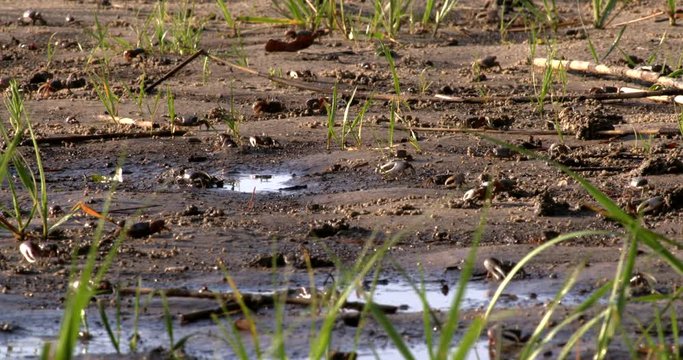 Group of fiddler crabs feeding in sand