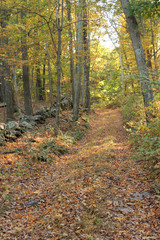 Autumn Woods 