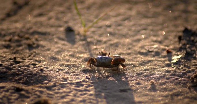 Close up of fiddler crab on sand