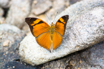 Autumn Leaf butterfly, Doleschallia bisaltide on white rock.