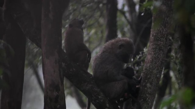 A group of baboons in a tree in Kenya.