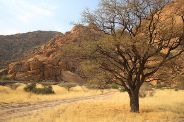 Namibian Landscape with Tree in Foreground