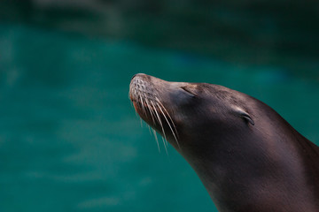 Fototapeta premium Seal