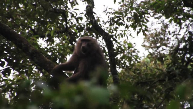 A baboon in a tree in Kenya.