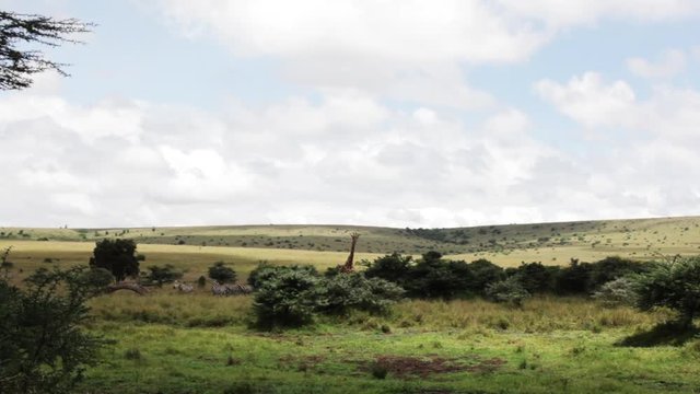 Wild giraffe and zebras in Kenya, wide shot.