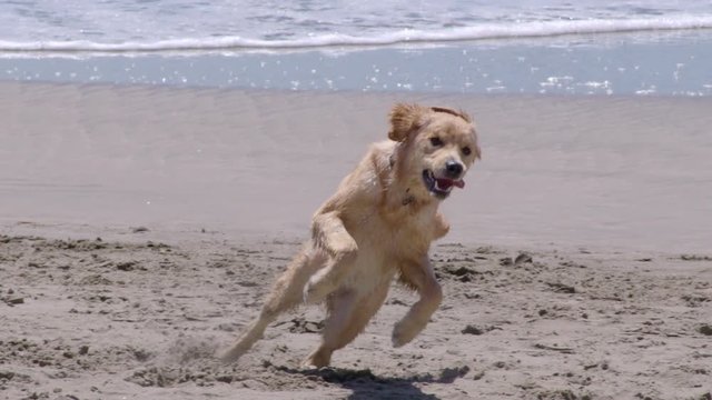 Slow motion of golden retriever chasing frisbee on beach