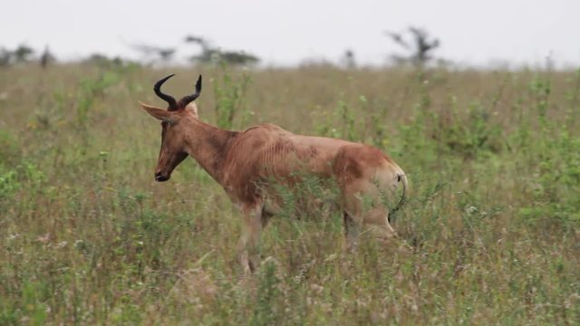 Wild topi in Kenya, tracking shot.