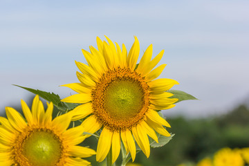 Naklejka premium Sunflower field at Khao Jeen Lae, Lopburi province, Thailand