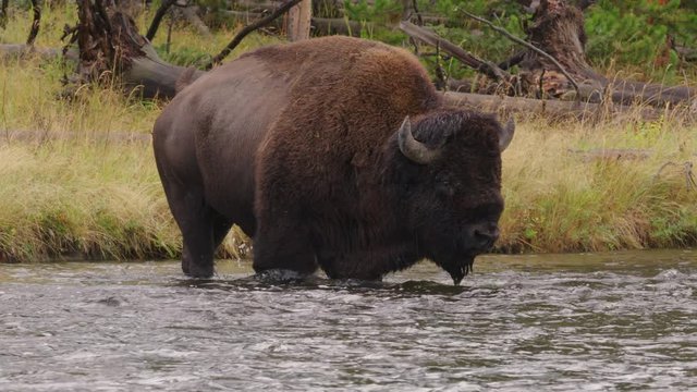 Slow motion of American bison crossing river