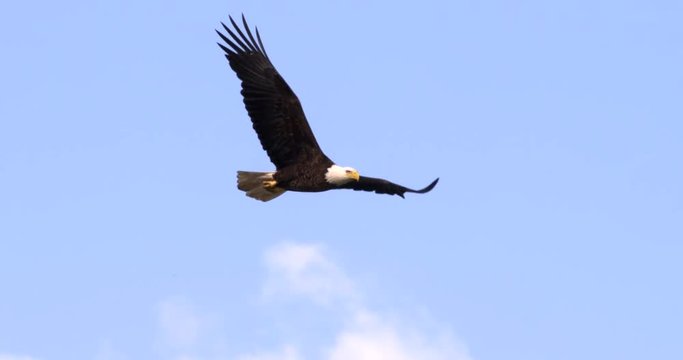 Bald Eagle flying majestically in a nice blue sky in SLOW MOTION