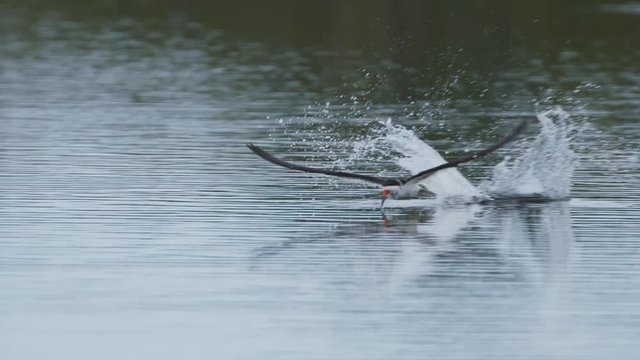 Slow motion of black skimmer hunting for food