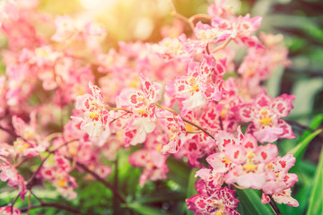 Fototapeta na wymiar Beautiful orchid flowers bloom in natural world