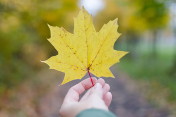 Autumn or Fall? Colourful leaf