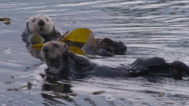 Slow motion of otters swimming in water