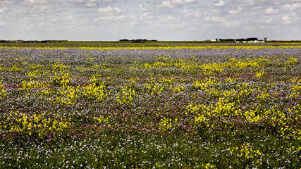 Prairie Flowers Canada